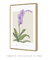 Quadro Decorativo Flor Orquídea - Purificar - loja online
