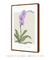 Imagem do Quadro Decorativo Flor Orquídea - Purificar