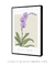 Quadro Decorativo Flor Orquídea - Purificar