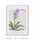 Quadro Decorativo Flor Orquídea - Purificar - comprar online