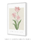 Quadro Decorativo Tulipa - Renascer - Larissa Ferreira Art Quadros