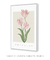 Quadro Decorativo Tulipa - Renascer - Larissa Ferreira Art Quadros