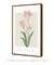 Imagem do Quadro Decorativo Tulipa - Renascer