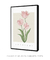 Quadro Decorativo Tulipa - Renascer
