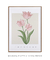 Imagem do Quadro Decorativo Tulipa - Renascer
