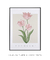 Quadro Decorativo Tulipa - Renascer - comprar online