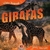 Livro Girafas