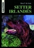 SETTER IRLANDES