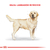 Royal Canin Labrador Retriever Adulto 12 kg - Multipet