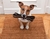 Porta Bolsa Eco para Mascotas + bolsitas compostables - comprar online