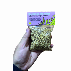 semillas de trigo para cultivar hierba gatera