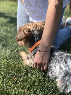 Pack conéctate con tu mascota piedra AMATISTA en internet