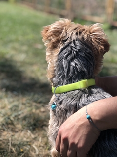 Pack conéctate con tu mascota piedra TURQUESA en internet