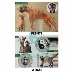 Mapa Acupuntura Veterinária