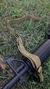Correa Porta Rifle - Carabina - Fusil - De 3 Puntos Bungee - Filos Patrios