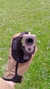 pistola Glock vigor de airsoft polímero corredera metálica tan V313-TAN - comprar online