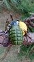 encendedor recargable granada de piña en internet