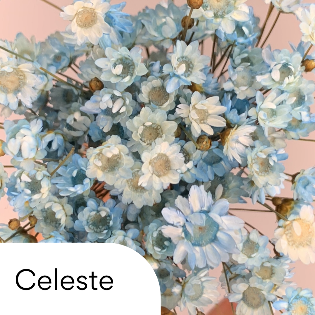 Flores secas Diamantinas para resina color CELESTE (30 florcitas)