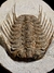 Trilobita Fóssil Selenopeltis REF007 - comprar online