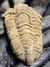 Trilobita Flexicalymene REF099 - loja online