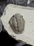 Trilobita Fóssil Geratos REF103 - loja online