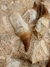 Dente de Mosassauro Fóssil REF199 - Fósseis Brasil
