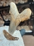 Dente de Tubarão Fóssil (Otodus sokolovi) REF001 na internet