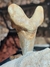 Dente de Tubarão Fóssil (Otodus sokolovi) REF001 - Fósseis Brasil