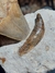Dente de Tubarão Fóssil (Otodus sokolovi) REF001