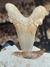 Dente de Tubarão Fóssil (Otodus sokolovi) REF001 - comprar online