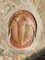 Trilobita Fóssil Asaphellus REF011 - comprar online