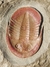 Trilobita Fóssil Asaphellus REF011 na internet