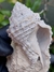 Gastrópode Fóssil REF006 - comprar online
