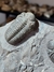 Trilobita Fóssil Austerops REF013 - Fósseis Brasil
