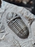Imagem do Trilobita Fóssil Austerops REF013