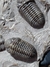 Trilobita Fóssil Austerops REF013