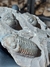 Trilobita Fóssil Austerops REF013 na internet