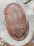 Trilobita Fóssil Fezouata REF012 - comprar online
