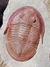 Trilobita Fóssil Fezouata REF012 na internet