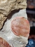Trilobita Fóssil Fezouata REF012 - loja online