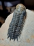 Trilobita Fóssil Crotalocephalina REF028 - Fósseis Brasil