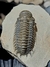 Trilobita Fóssil Crotalocephalina REF035 - Fósseis Brasil