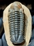 Trilobita Fóssil Reedops REF020 - Fósseis Brasil