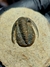 Trilobita Fóssil Cornoproetus REF009 - Fósseis Brasil