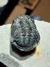 Trilobita Fóssil Phacops REF125 - Fósseis Brasil