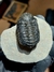 Trilobita Fóssil Phacops REF132