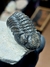 Trilobita Fóssil Phacops REF132 - comprar online