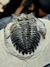 Trilobita Fóssil Hollardops REF067 - Fósseis Brasil