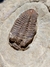 Trilobita Fóssil Parabathycheilus REF004 na internet