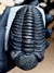 Trilobita Fóssil Phacops REF135 - Fósseis Brasil